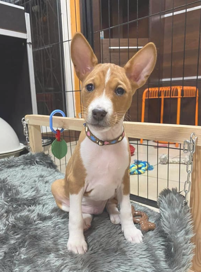 2026-01-11 12:00 Joga su Basendžiais | Kaunas