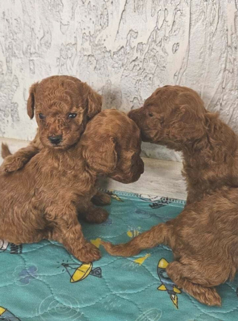 2025-12-07 14:20 Joga su Nykštukiniais pudeliais | Vilnius