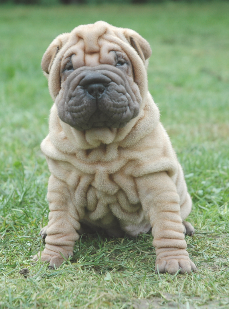 2025-11-30 12:00 Joga su Šarpėjais | Kaunas