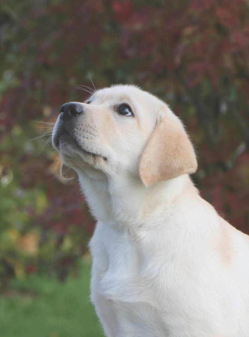 2026-01-03 14:20 Joga su  Labradoro retriveriais | Vilnius