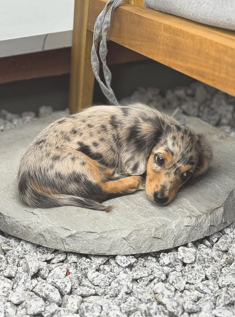 2025-12-27 14:20 Joga su Triušiniais taksais | Vilnius