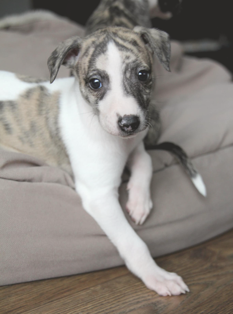 2026-02-22 12:00 Joga su Vipetais | Kaunas