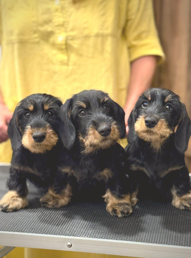 2026-01-14 20:15 Joga su Nykštukiniais ir Triušiniais taksais | Kaunas