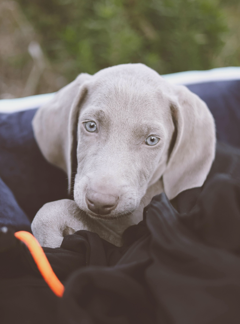 2025-11-22 13:00 Joga su Veimaraneriais | Vilnius