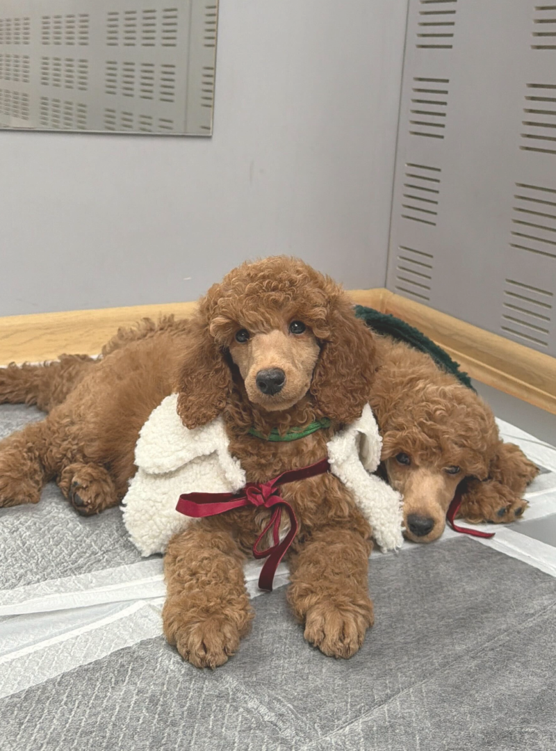 2025-12-28 13:00 Joga su Mažaisiais pudeliais | Vilnius