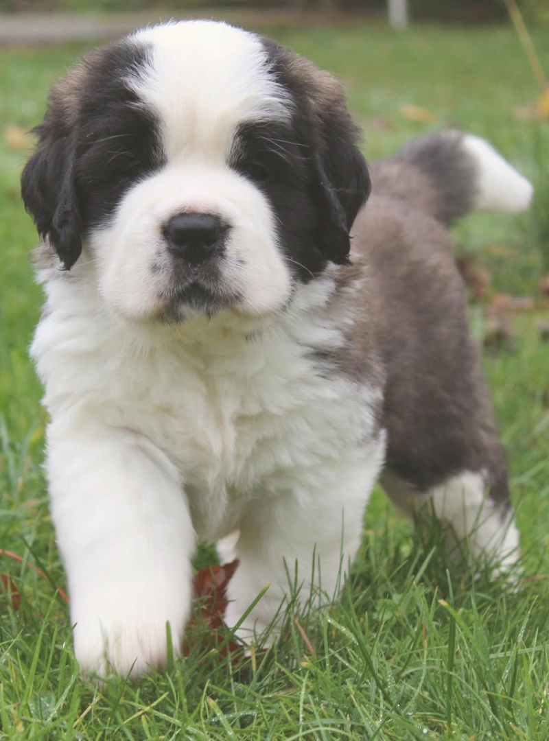 2025-12-14 14:20 Joga su Senbernarais | Vilnius