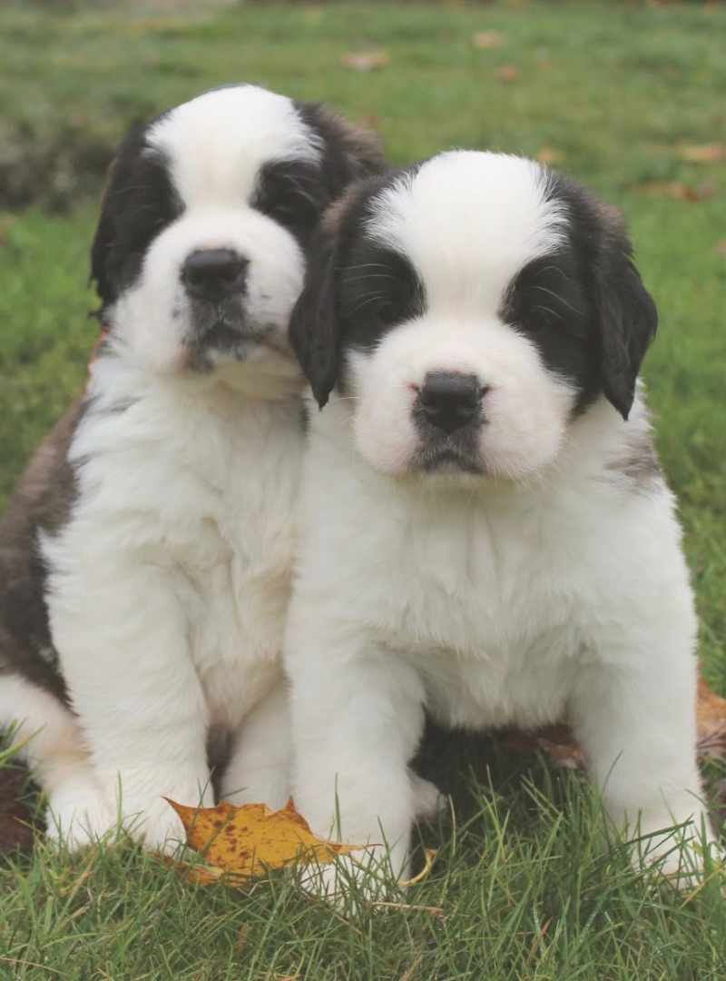 2025-12-14 13:00 Joga su Senbernarais | Vilnius