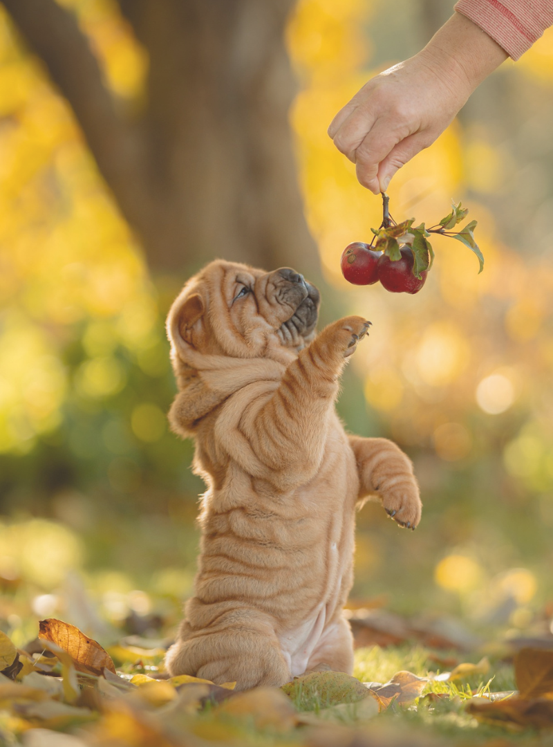 2025-11-30 12:00 Joga su Šarpėjais | Kaunas