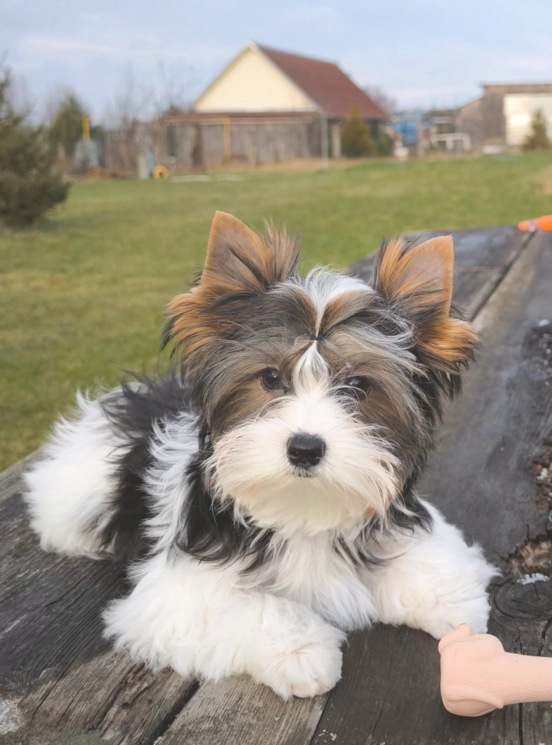 2025-12-20 13:00 Joga su Byverio terjerais | Vilnius