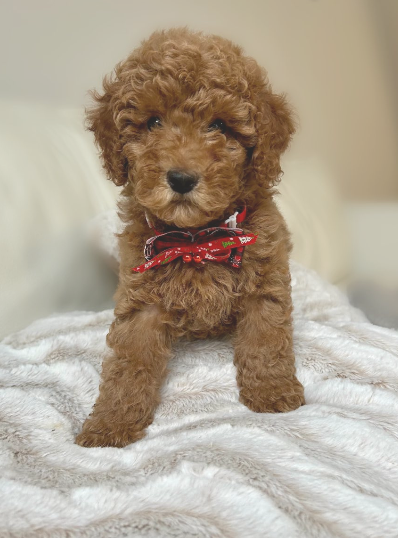 2025-12-21 13:00 Joga su Mažaisiais pudeliais | Vilnius