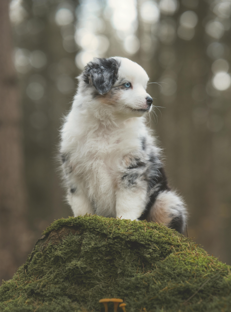 2026-01-21 20:15 Joga su Australų aviganiais | Kaunas