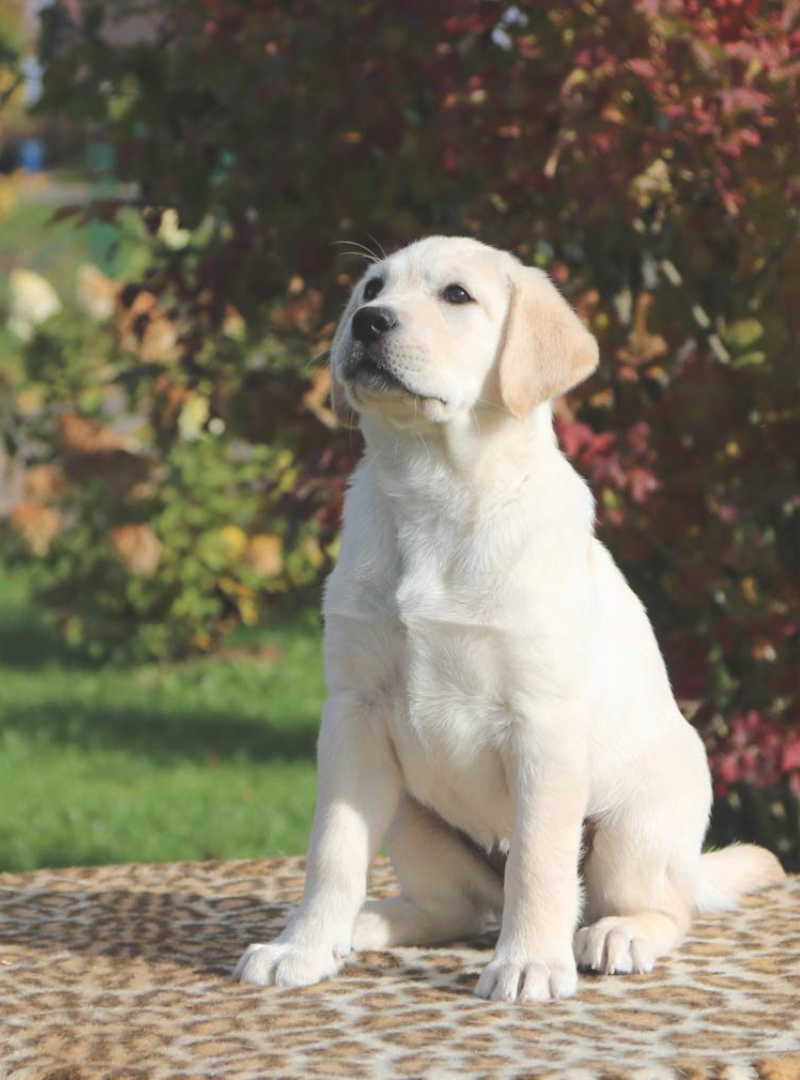 2026-01-03 13:00 Joga su  Labradoro retriveriais | Vilnius