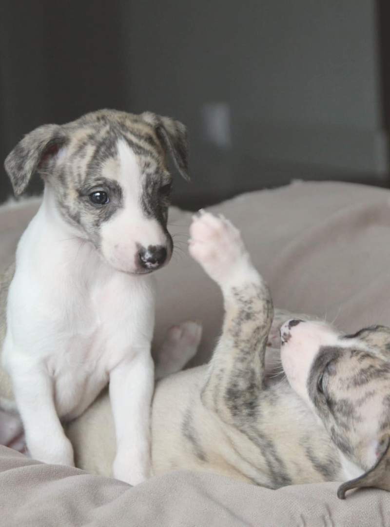 2026-02-28 14:20 Joga su Vipetais | Vilnius