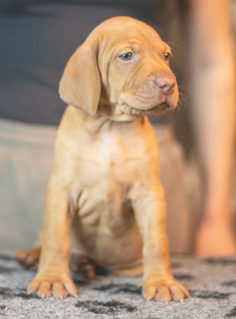 2026-01-12 20:40 Joga su Vengrų vižlais | Kaunas