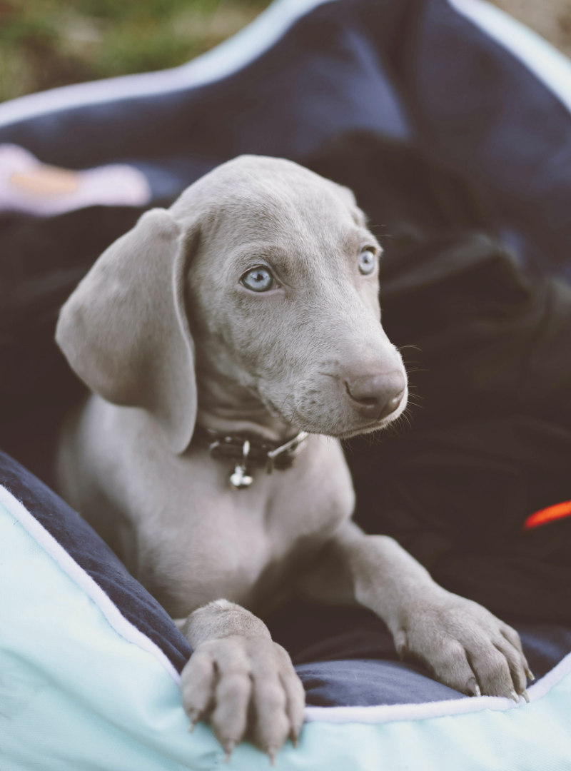 2025-11-23 15:20 Joga su Veimaraneriais | Kaunas