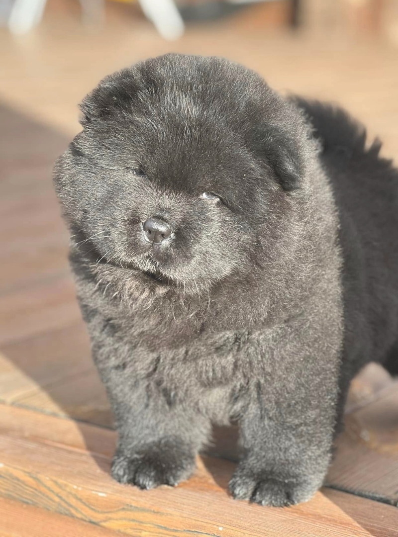 2026-02-01 12:00 Joga su Čiau-čiau | Kaunas