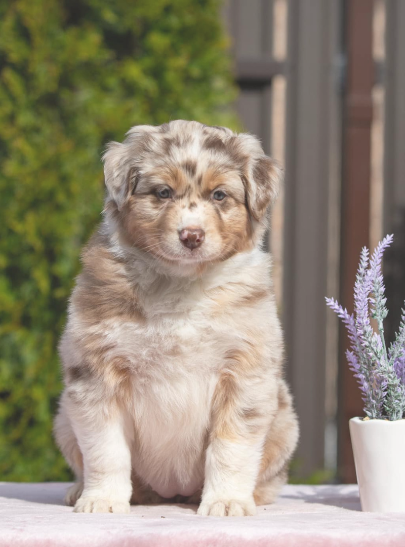 2026-01-31 16:20 Joga su Australų aviganiais | Vilnius