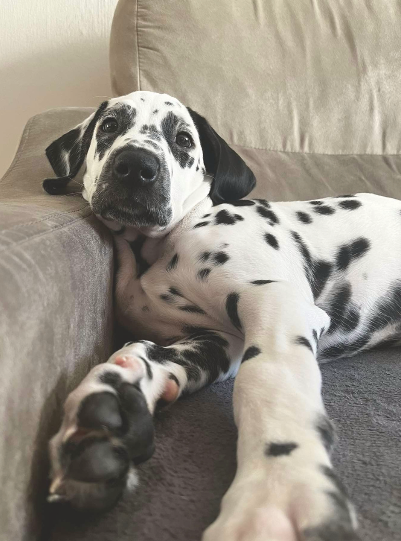 2026-02-22 14:20 Joga su Dalmatinais | Vilnius