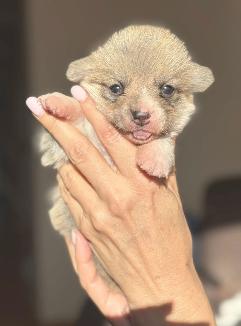 2025-11-08 17:50 Joga su Valų Korgiais pembrukais | Kaunas