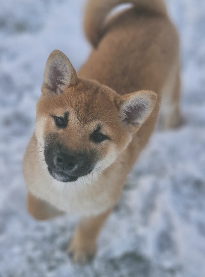 2025-11-15 13:00 Joga su Shiba Inu | Vilnius