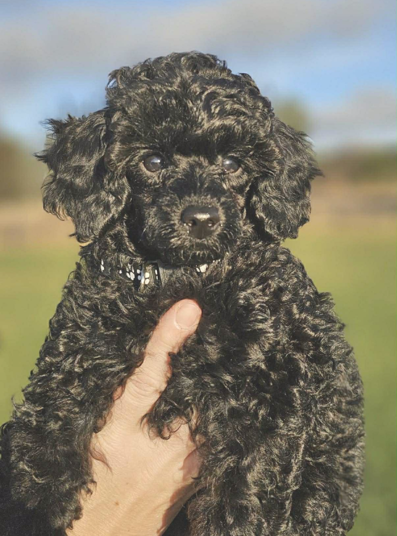 2026-01-16 20:30 Joga su Nykštukiniais pudeliais | Kaunas