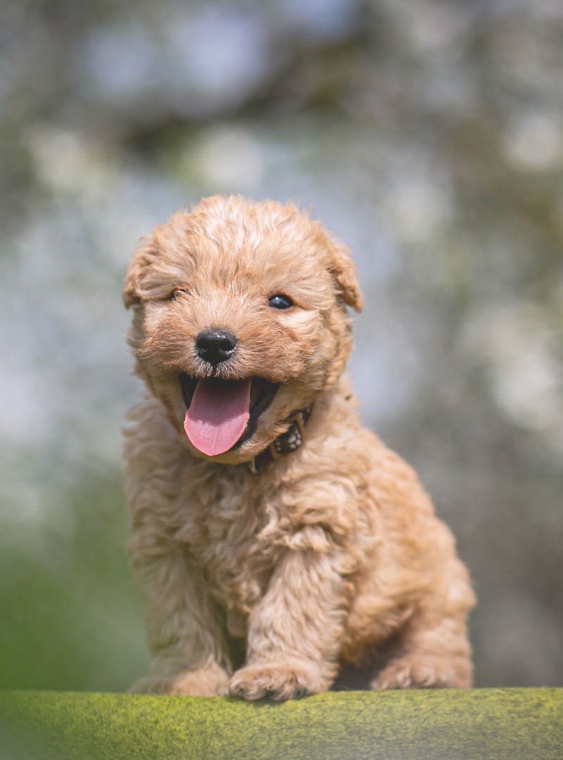 2026-02-11 20:15 Joga su Leiklando terjerais | Kaunas