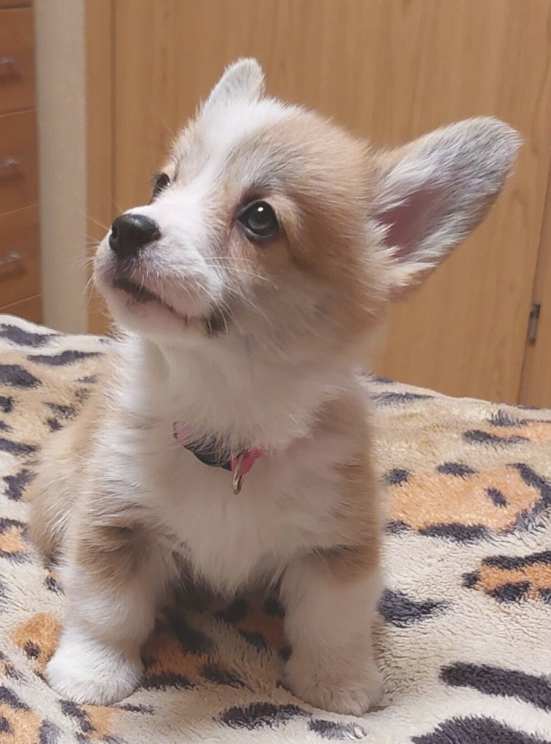 2026-01-03 16:30 Joga su Valų korgiais pembrukais | Kaunas