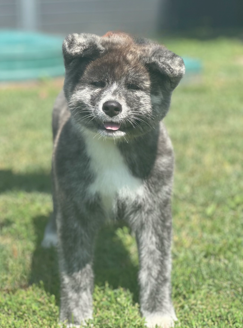 2025-11-29 17:50 Joga su Akita Inu | Kaunas