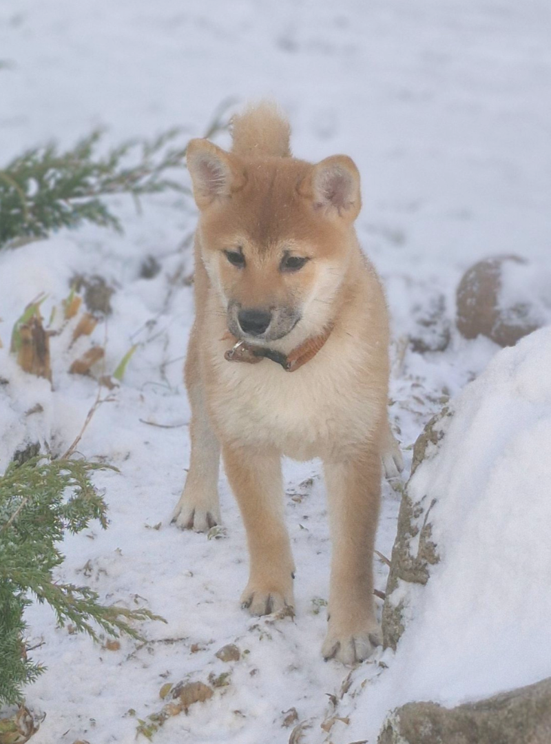 2025-11-15 14:20 Joga su Shiba Inu | Vilnius