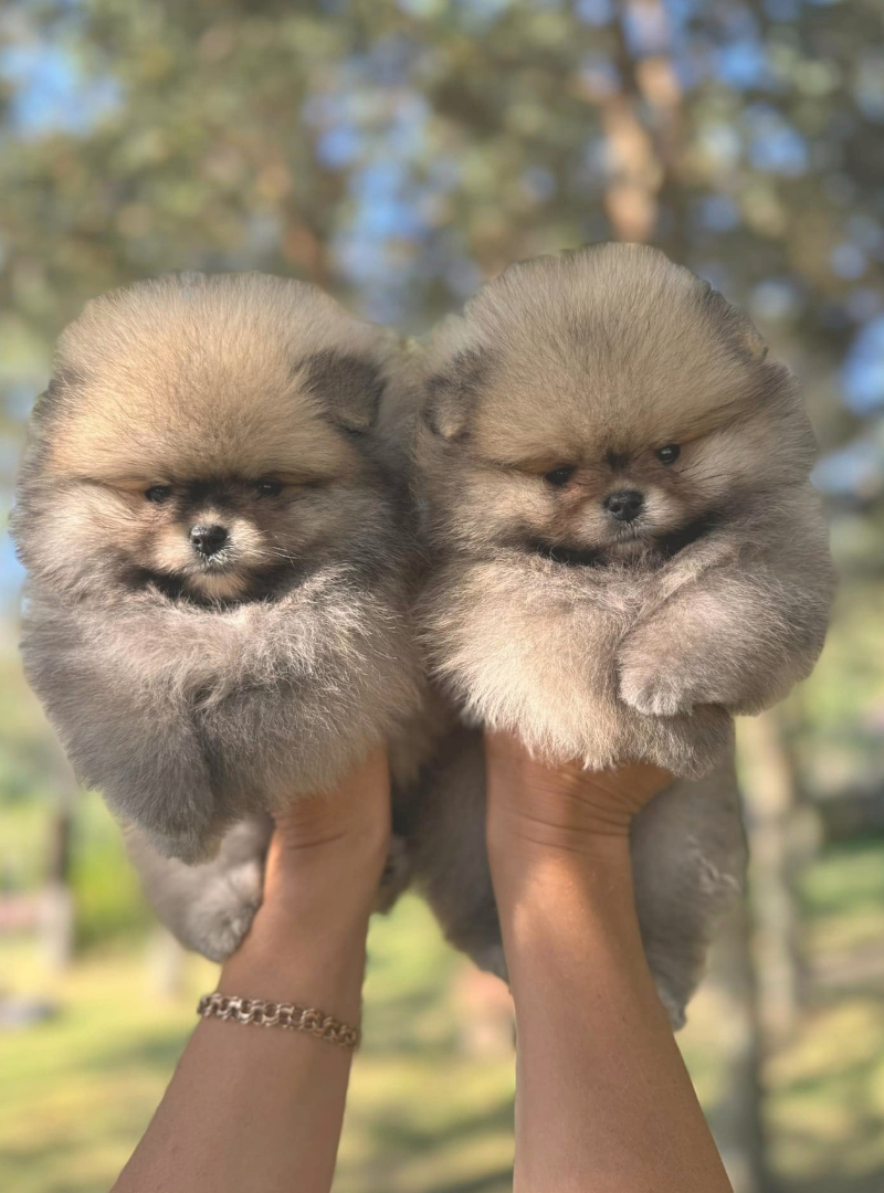 2026-01-17 14:20 Joga su Pomeranijos špicais | Vilnius