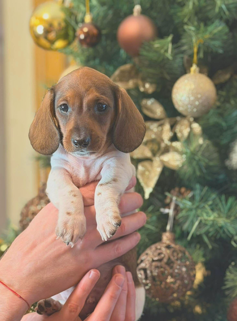 2026-01-24 13:00 Joga su Trumpaplaukiais nykštukiniais Piebald spalvos taksais | Vilnius