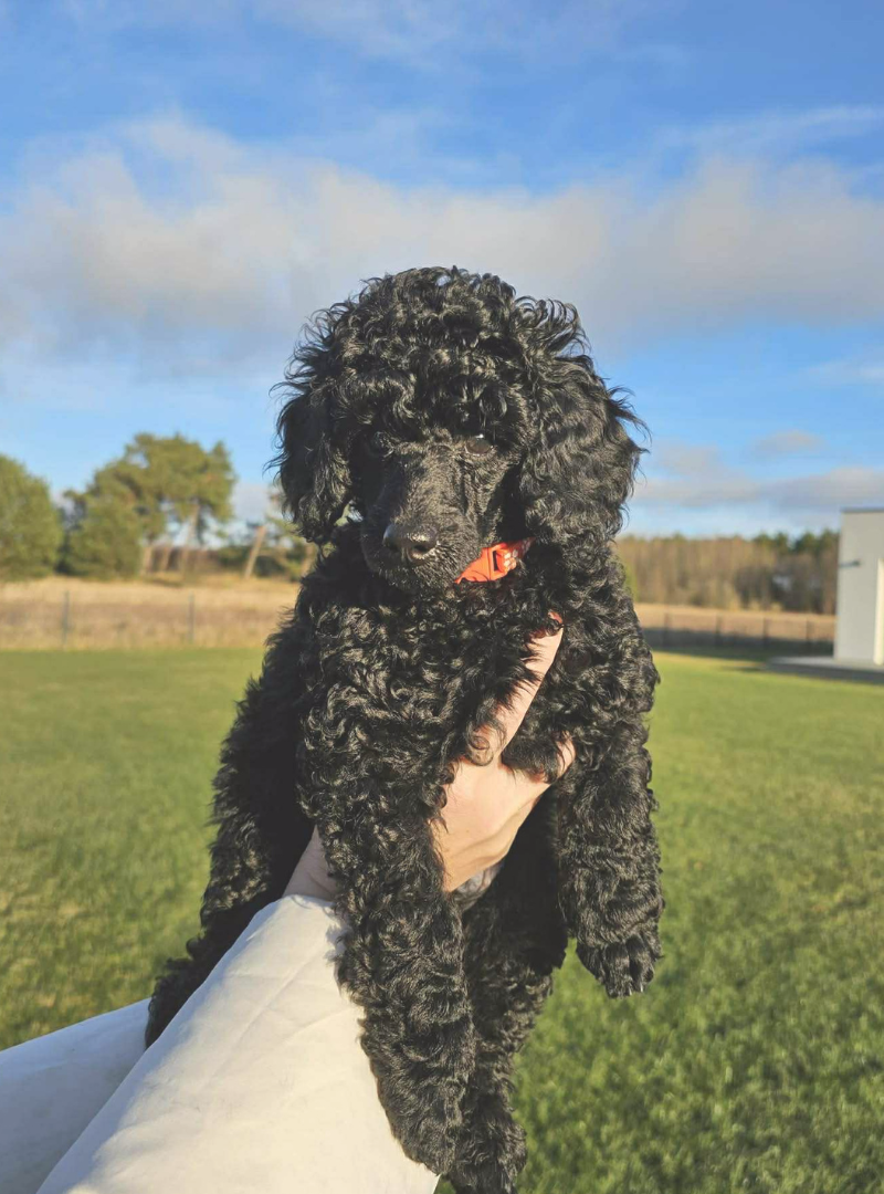 2026-01-17 16:30 Joga su Nykštukiniais pudeliais | Kaunas