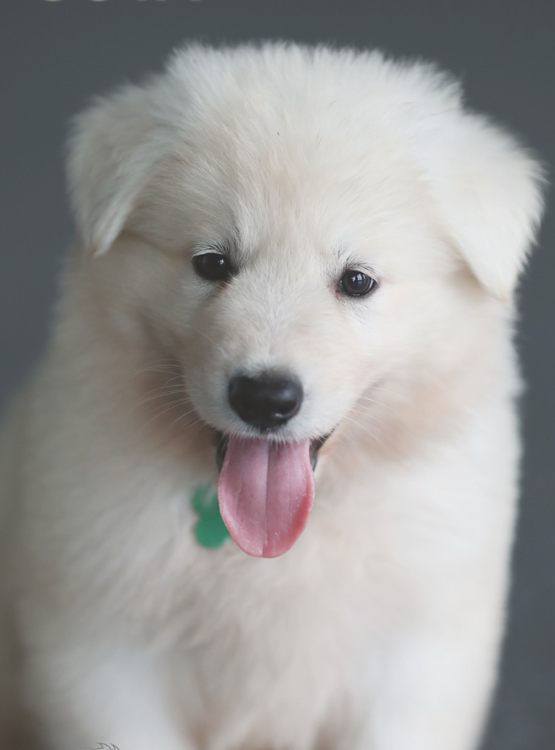 2025-12-27 16:30 Joga su Baltaisiais šveicarų aviganiais | Kaunas