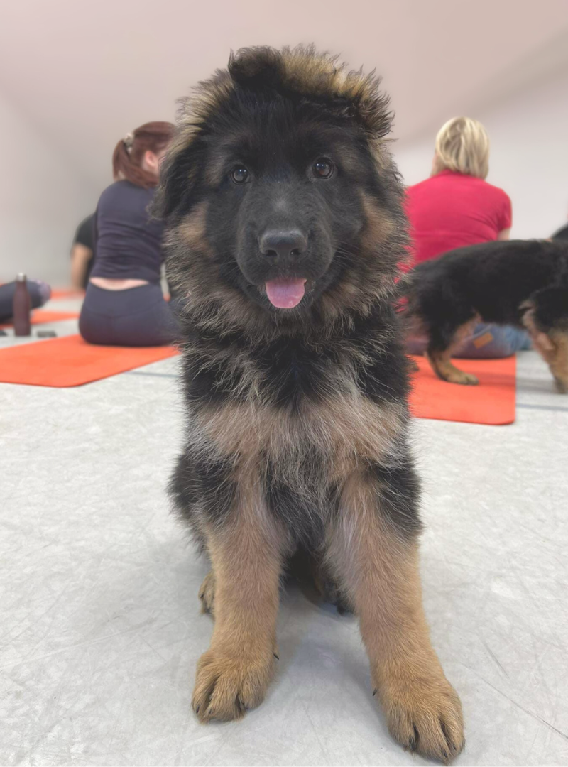 2026-02-04 20:15 Joga su Ilgaplaukiais Vokiečių aviganiais | Kaunas