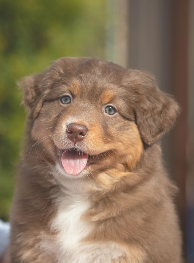 2026-02-21 13:00 Joga su Australų aviganiais | Vilnius