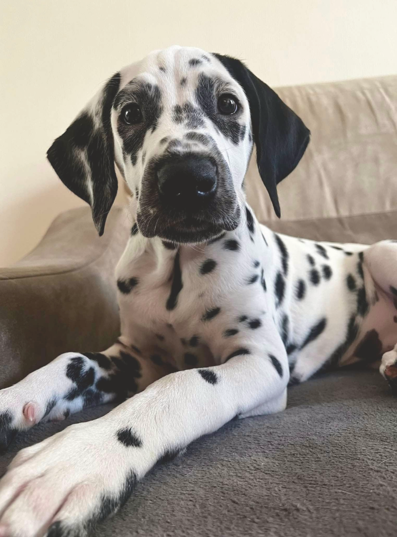 2026-02-22 15:50 Joga su Dalmatinais | Vilnius