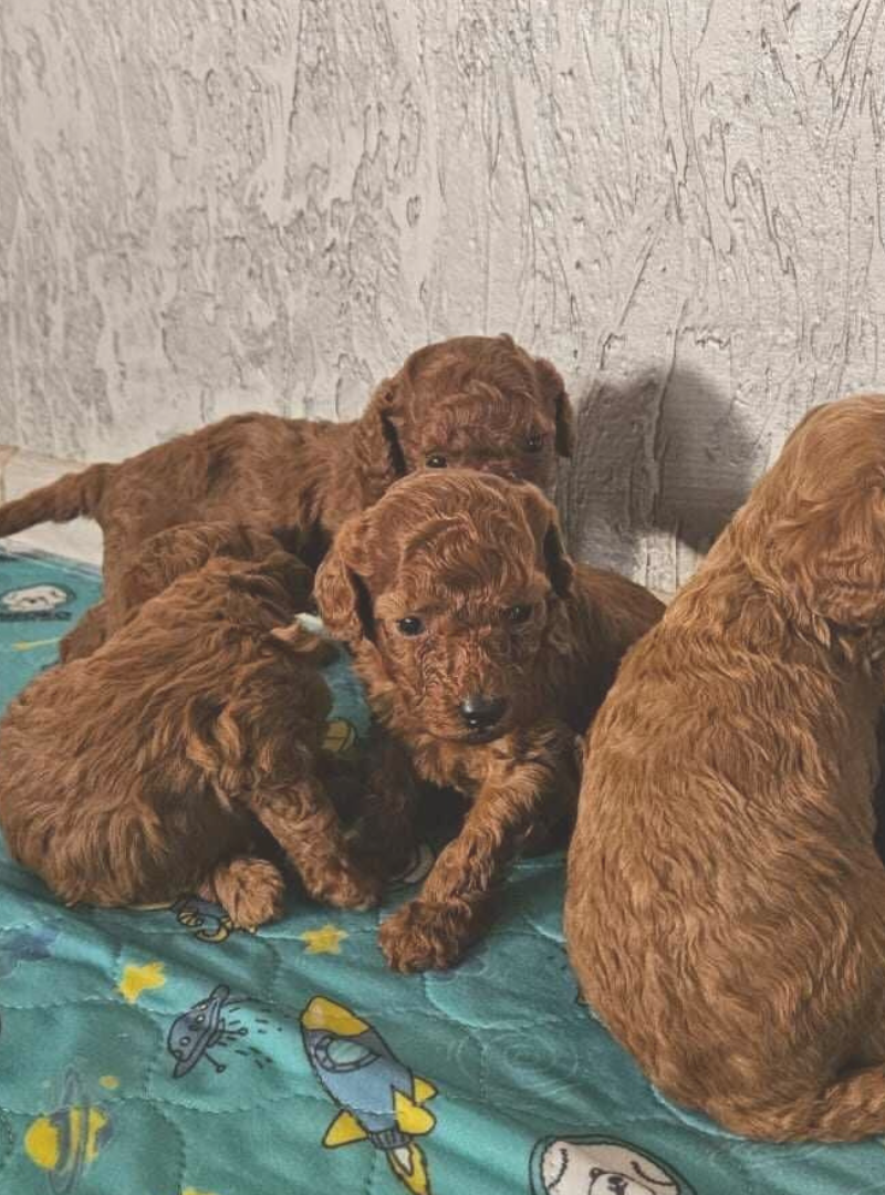 2025-12-07 13:00 Joga su Nykštukiniais pudeliais | Vilnius