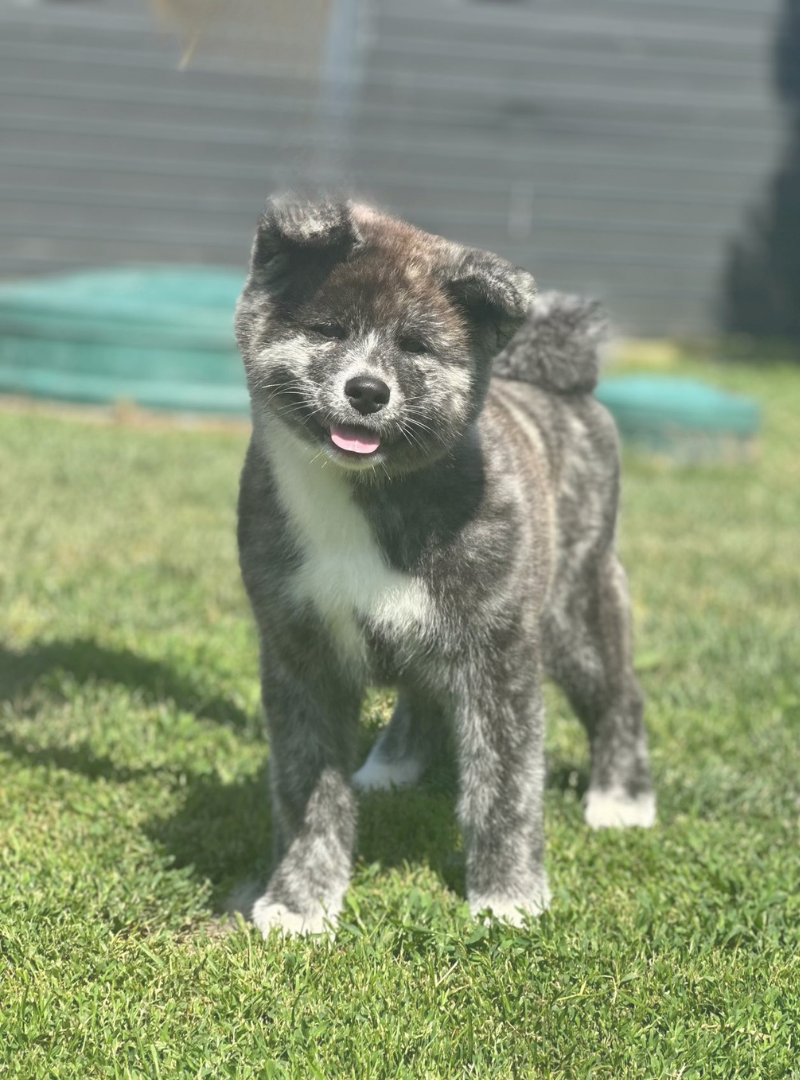 2025-11-30 15:50 Joga su Akita Inu | Vilnius