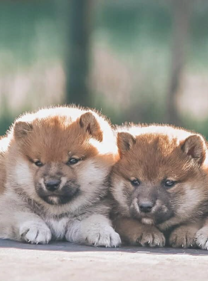 2025-12-07 12:00 Joga su Shiba Inu | Kaunas