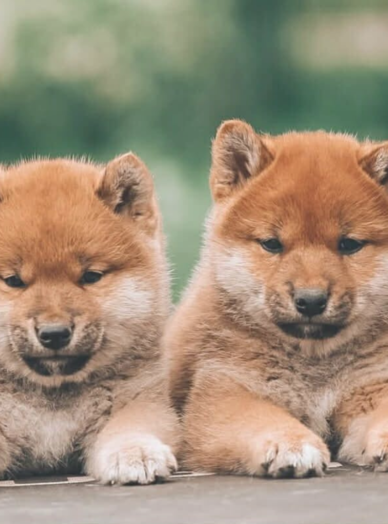 2025-12-06 14:20 Joga su Shiba Inu | Vilnius