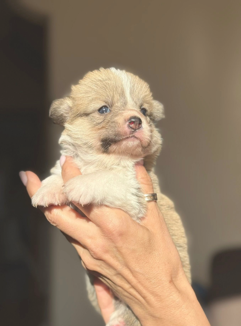 2025-11-08 16:30 Joga su Valų Korgiais pembrukais | Kaunas