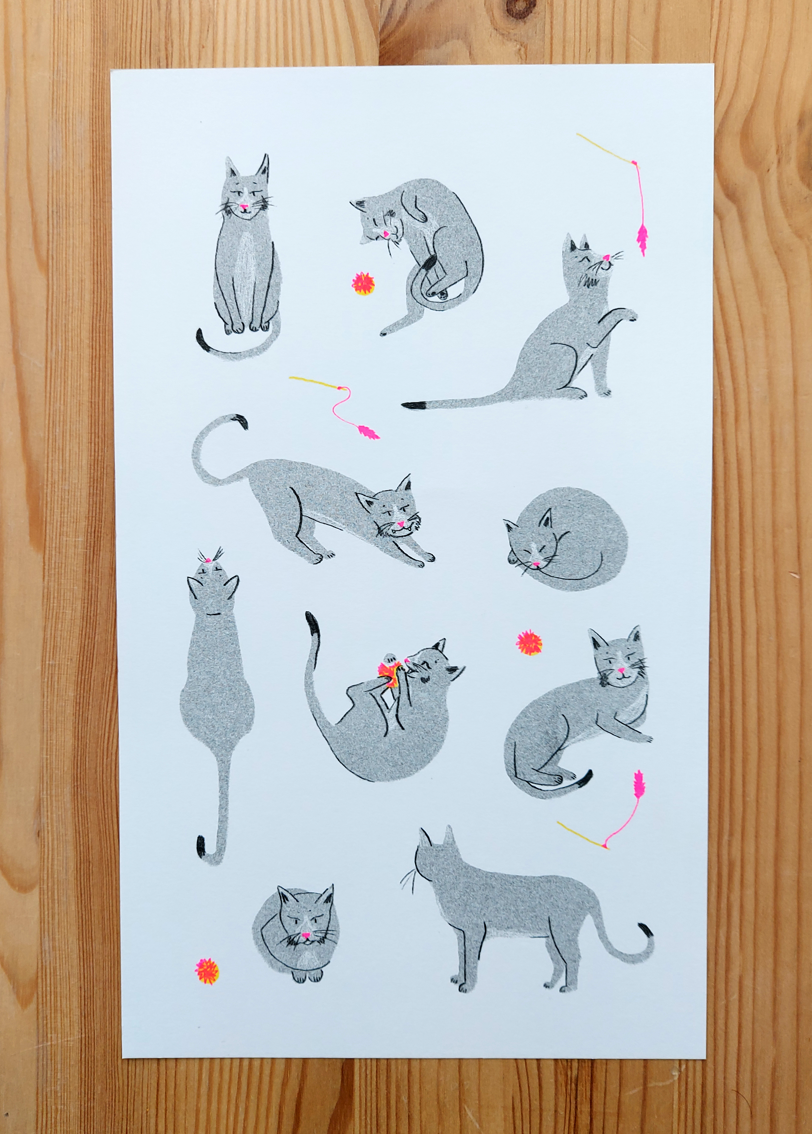 Gatos 101