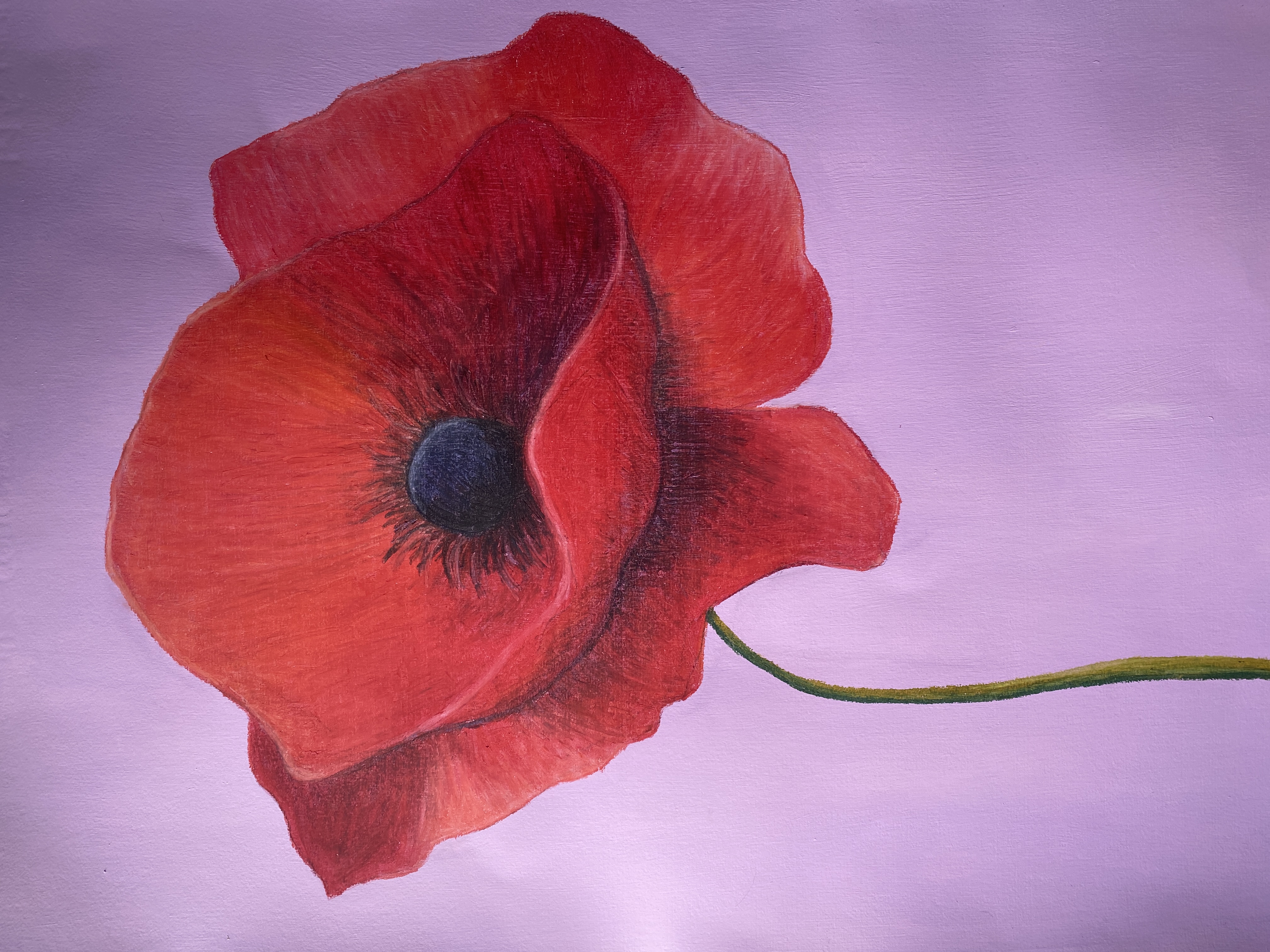 Amapola 1