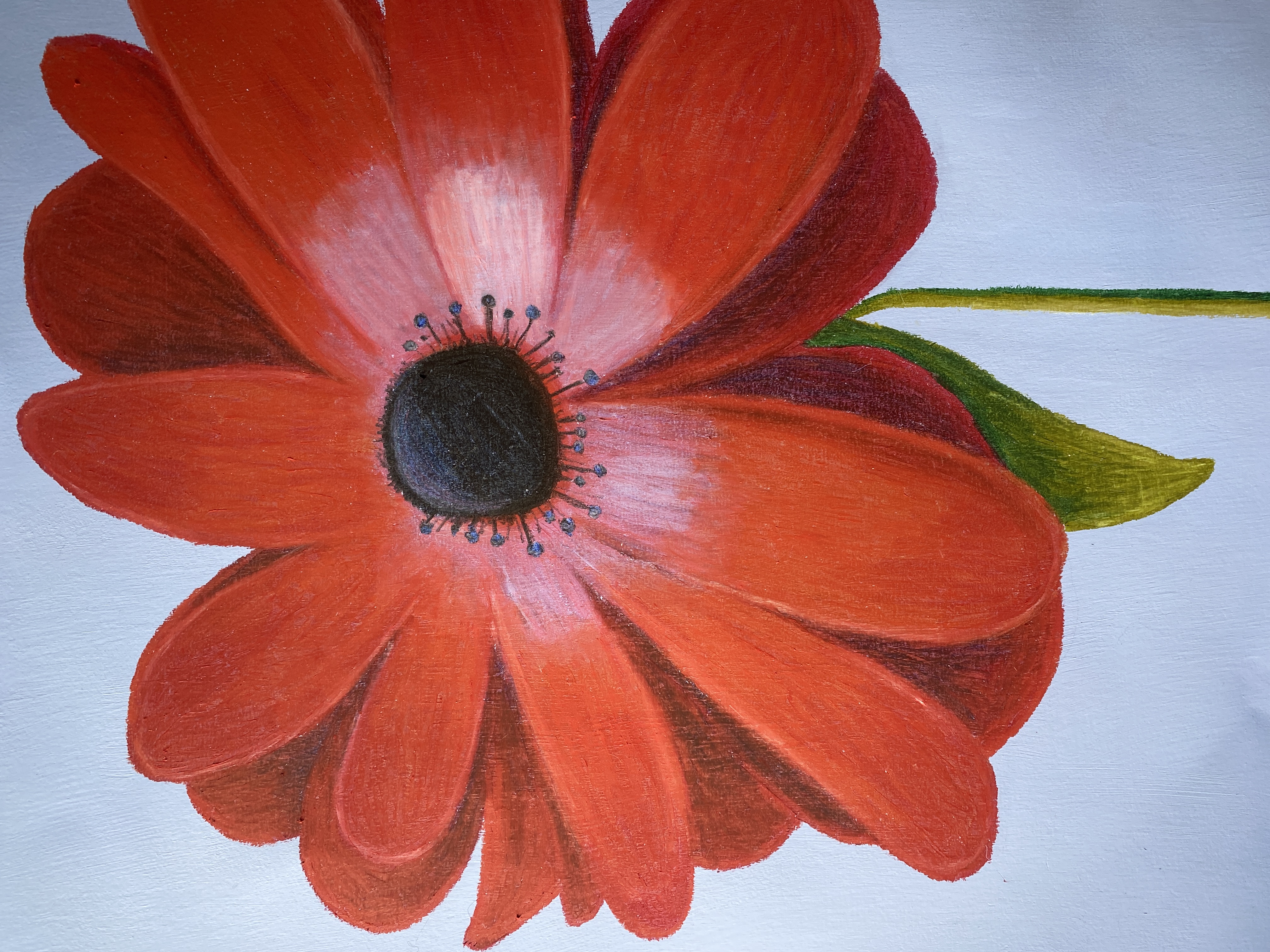 Amapola 2
