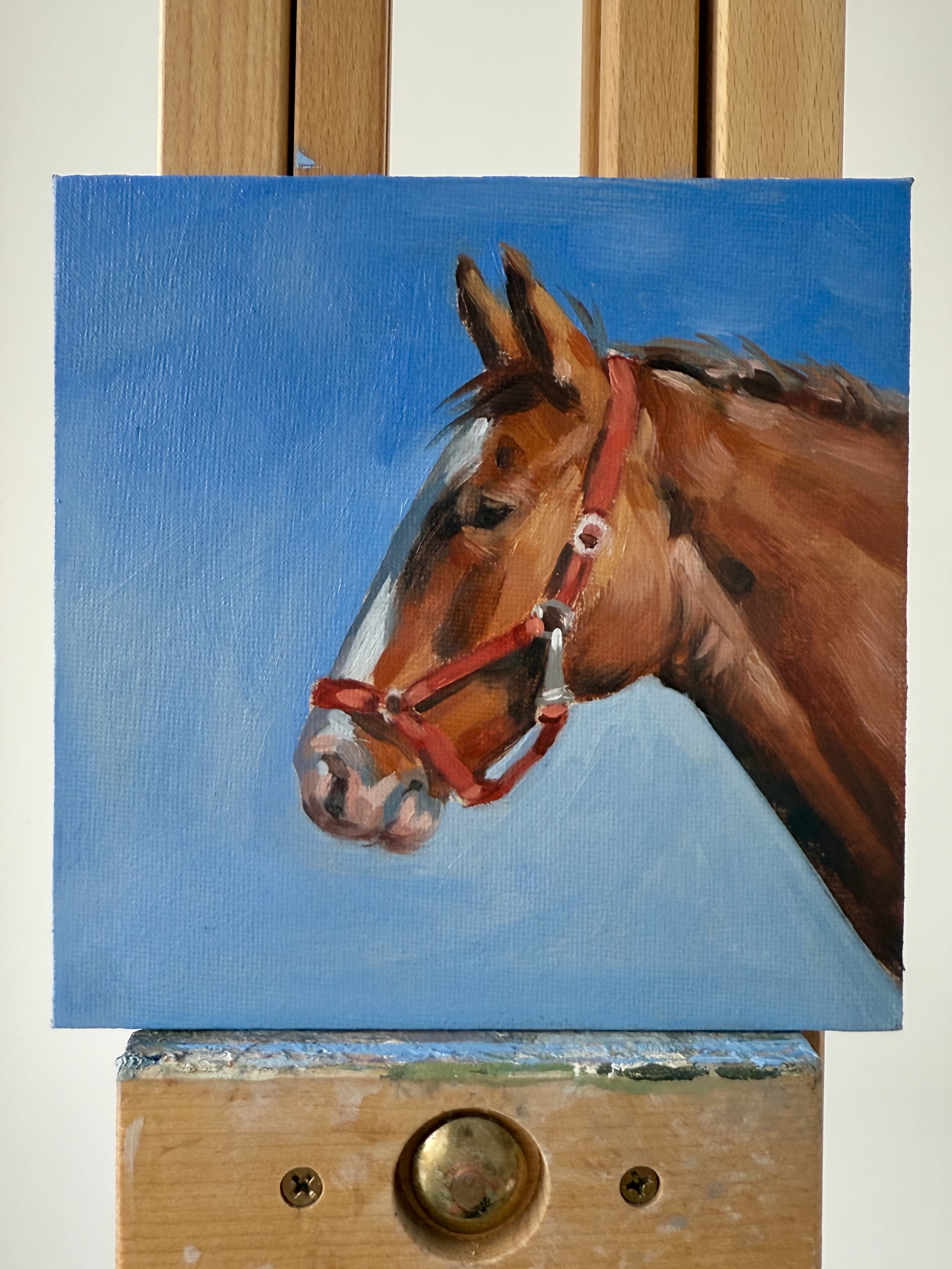 One Pet Portrait