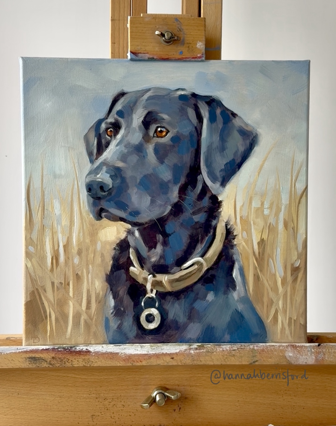 One Pet Portrait