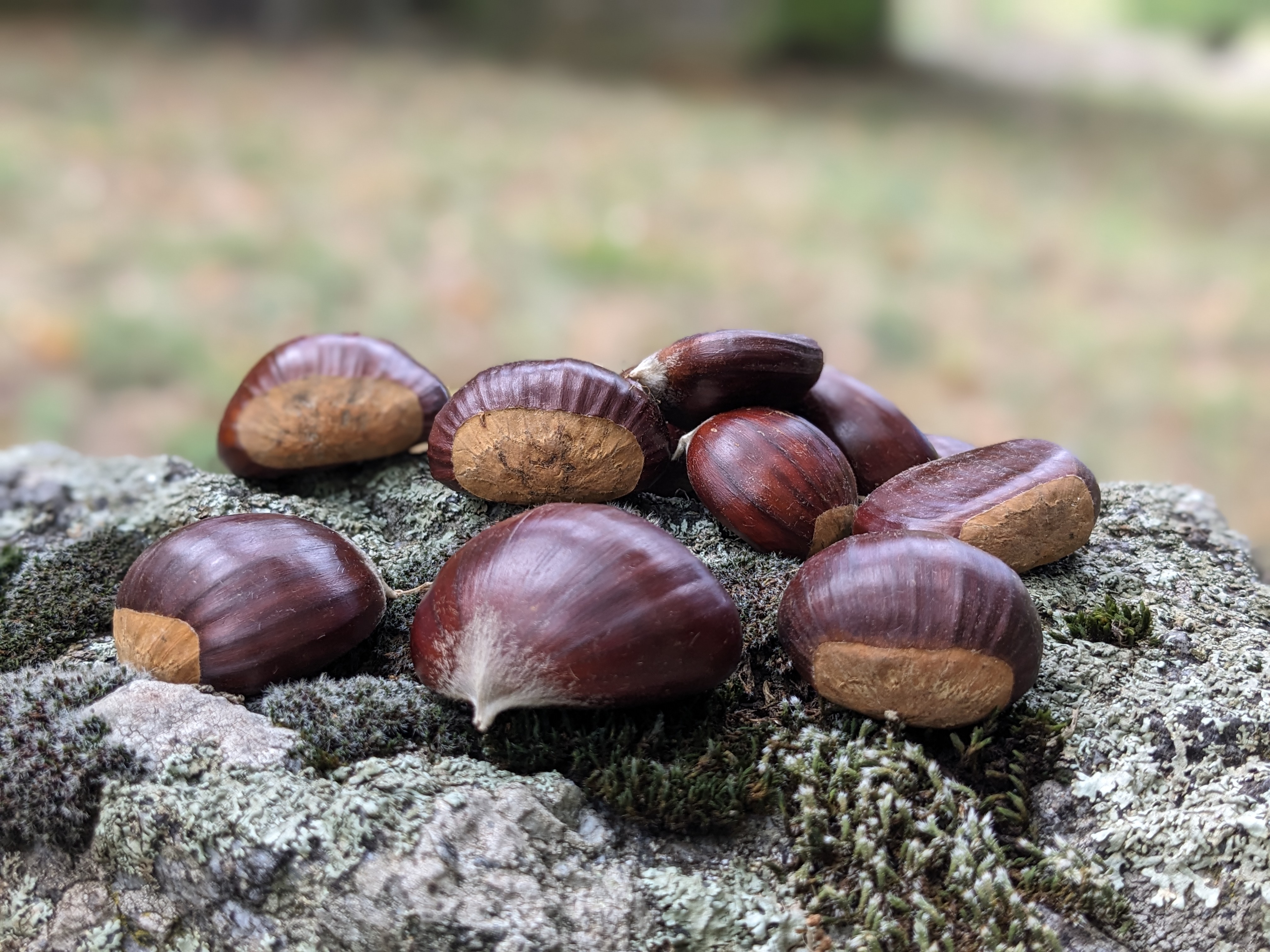  châtaigne fraiche (livraison en point relais)