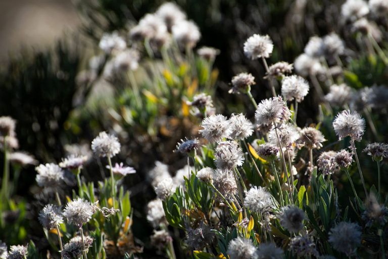 Experiencia Volcánica - Con Tazirga