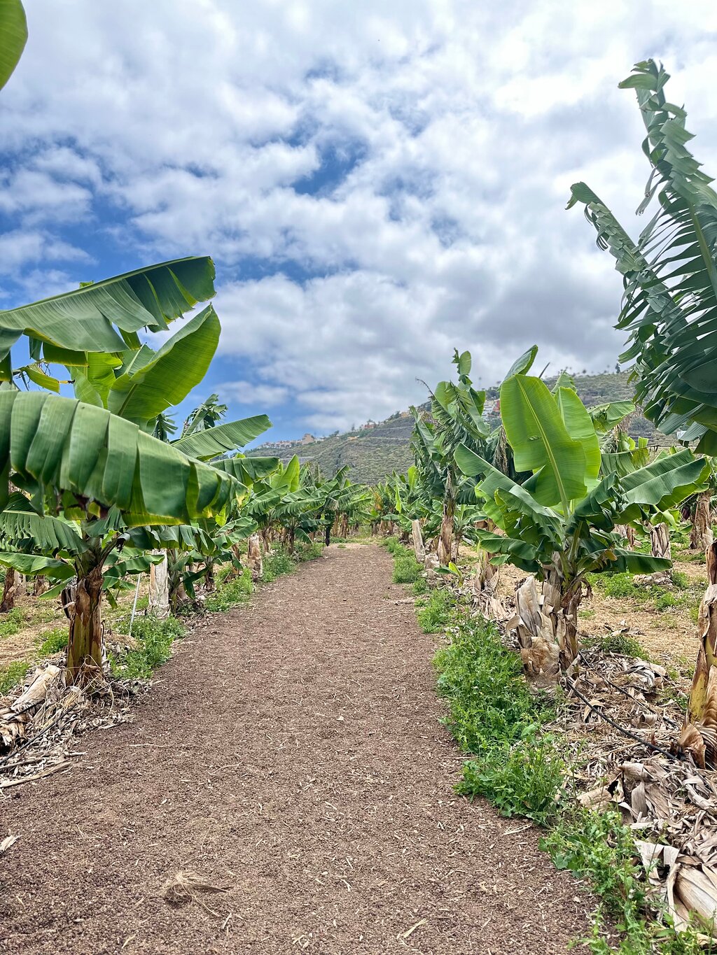 Eco Banana Farm Tour – La Orotava