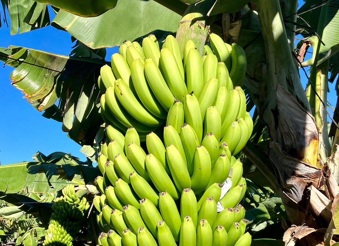 Eco Banana Farm Tour – La Orotava